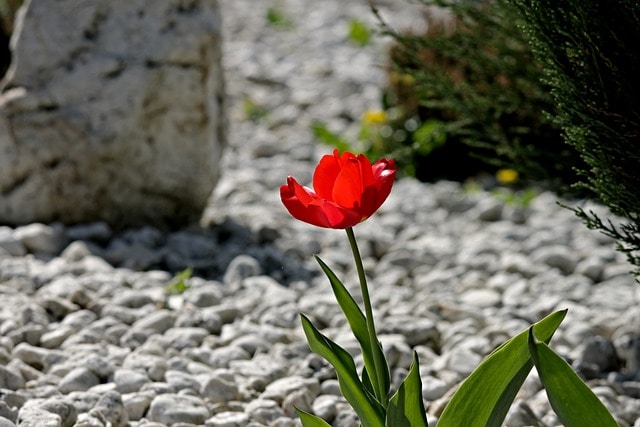 Rock Garden