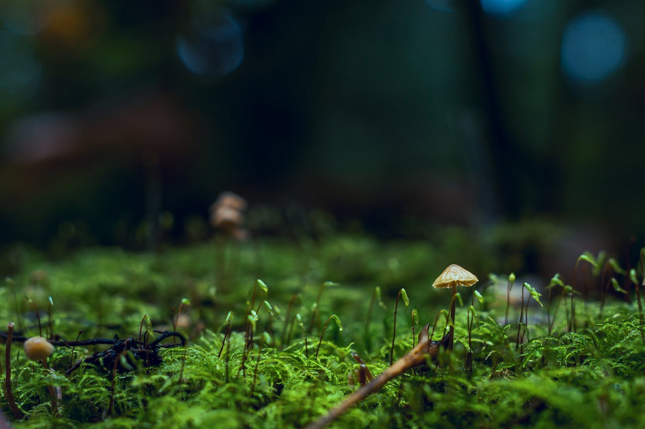 mushroom compost